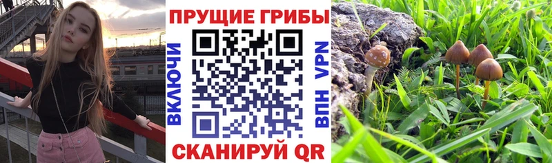 сайты даркнета Telegram  hydra зеркало  Новотроицк  Галлюциногенные грибы Psilocybine cubensis 